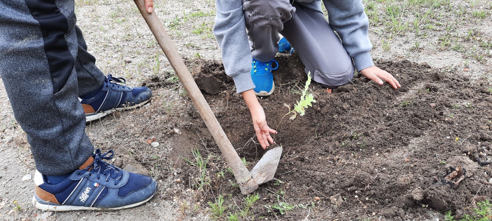 Plantando árboles